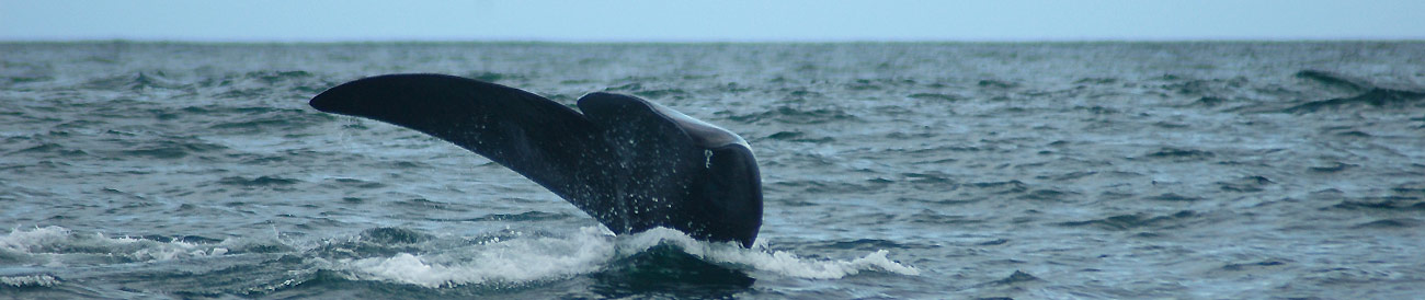 The Great Cape Whale Watching Experience